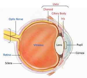 best eye surgen